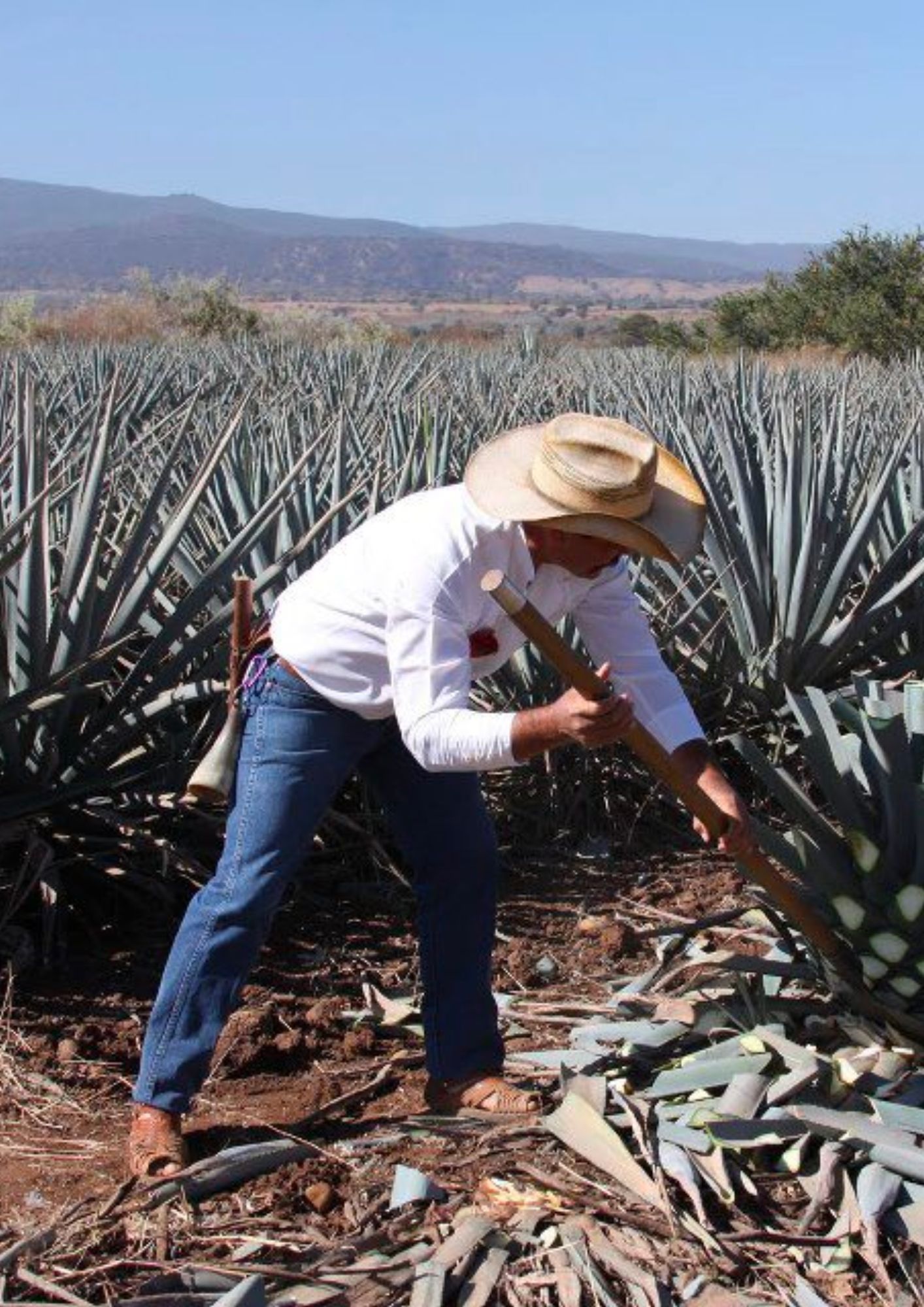 Weber Blue Agave Farmer